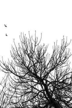 Fig tree flying birds Stock Photos