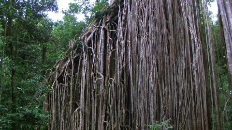 Fig tree 스톡 동영상 770497