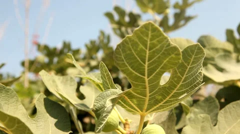 Fig tree Stock Footage 29658811