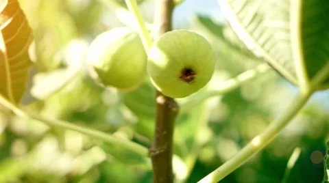 Fig Tree Vídeo Stock 54671906