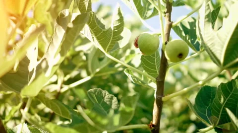 Fig Tree Stock-Footage 54671973