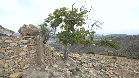 Fig tree Stock Footage 122150738