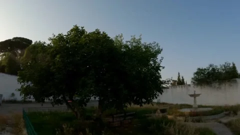 Fig tree Video stock 242423897