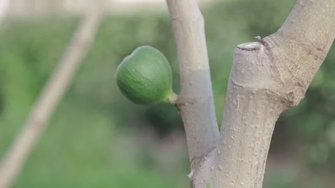 The fig tree Stock Footage 272579438