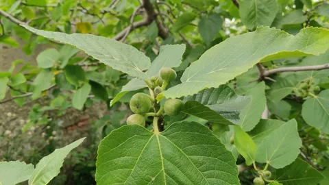 Fig tree with fresh new figs Stock Footage 272917577