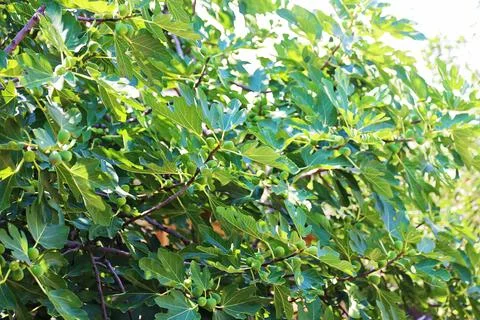 Fig Tree with Fruit and Leaves 스톡 사진