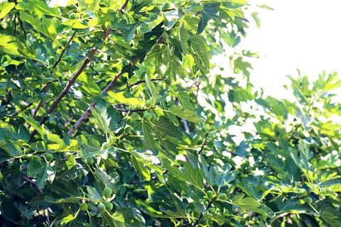 Fig Tree with Fruit and Leaves and Sky 스톡 사진