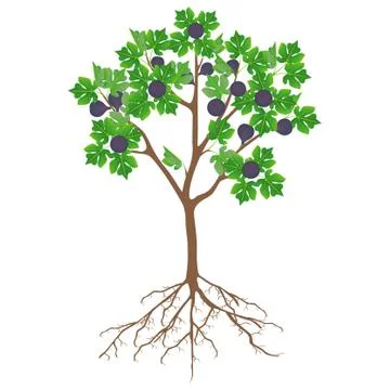 Fig tree with fruit and roots on a white background Stock Illustration