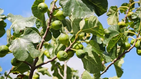 Fig tree with fruit blowing in the wind on a sunny day Stock Footage 155361672