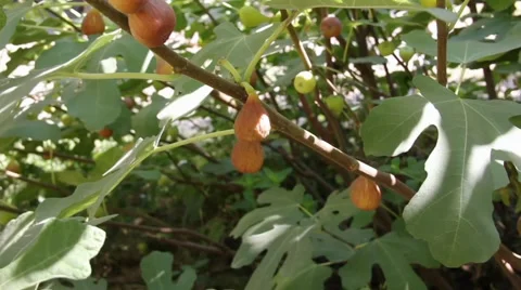 Fig tree with fruit Stock Footage 979430