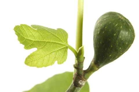 Fig tree with fruit Stock Photos