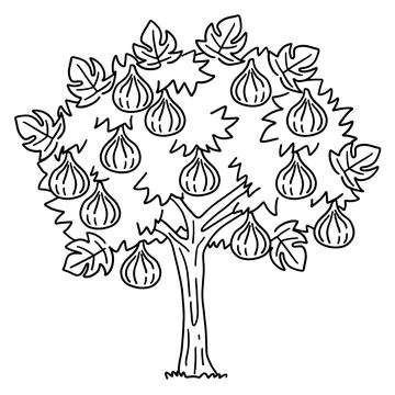 Fig Tree Fruit Plant Isolated Coloring Page Stock Illustration