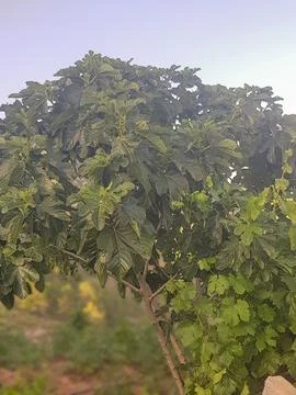 The fig tree is fruitful Stock Photos