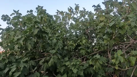 Fig Tree with fruits and background blue sky Stock Footage 247657294