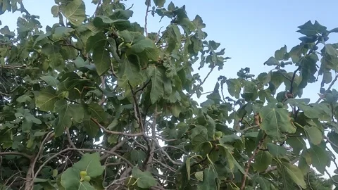 Fig Tree with fruits and background blue sky Stock Footage 247657590