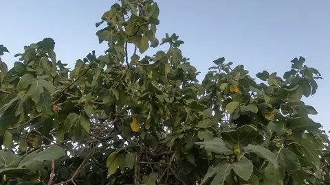 Fig Tree with fruits and background blue sky Stock Footage 247657730