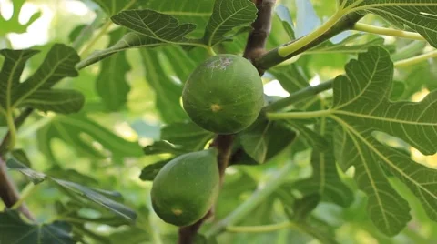 Fig tree with fruits Stock Footage 43595877