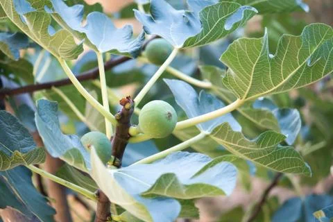 Fig tree with fruits . Stock Photos