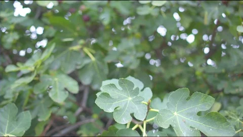 Fig tree in garden Stock Footage 76136310