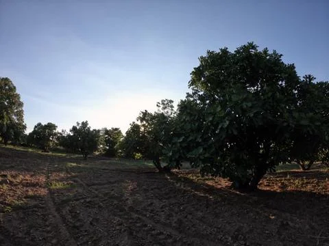 Fig tree garden at sunset Stock Photos