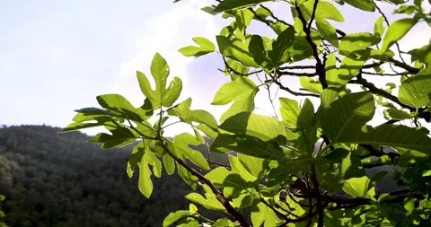 Fig tree in a garden on a windy spring day Stock Footage 213291290