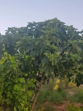 Fig tree with grape vine Stock Photos