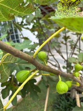 Fig Tree with Green Figs Stock Photos