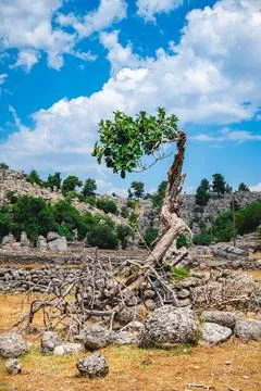 Fig tree growing from a decaying trunk in antalya, turkey, exemplifying res.. Stock Photos