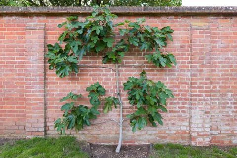 Fig tree growing espalier against a brick wall in an UK garden Foto stock