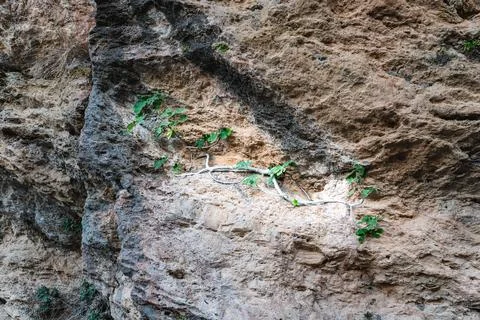 A fig tree growing on a steep slope by the road Foto stock