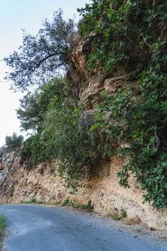 A fig tree growing on a steep slope by the road Stock Photos