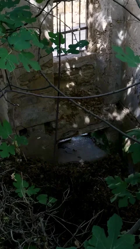 Fig tree growing through abandoned building Stock Footage 294963916