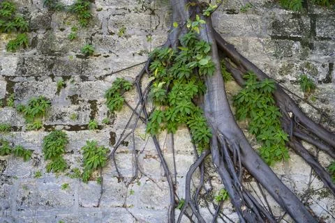 Fig tree growing through wall Stock Photos