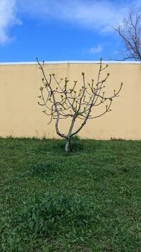 A fig tree grows in spring near a yellow fence on the lawn against a blue sky Stock Photos