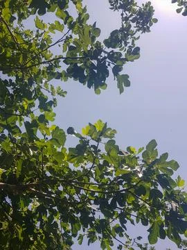 Fig tree hugging the sky Stock Photos