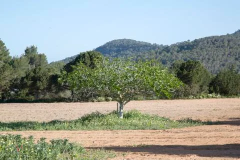 Fig Tree in Ibiza Stock Photos