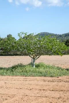 Fig Tree in Ibiza Stock Photos