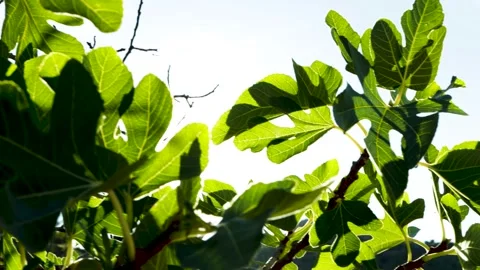 A fig tree illuminated by the sun, the leaves are a bright green, with visi.. Vídeos de archivo 283991657