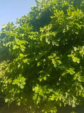 Fig Tree in its Natural Landscape Stock Photos