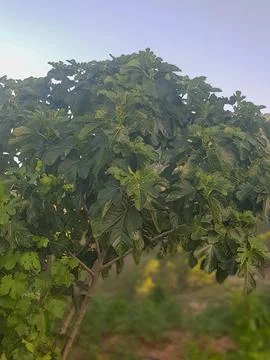 Fig tree laden with figs Stock Photos