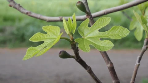 Fig Tree leaf 動画素材 306038536