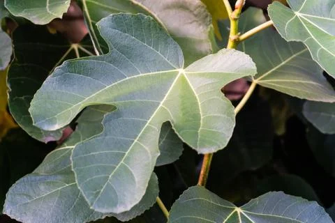 Fig tree leaf Foto stock