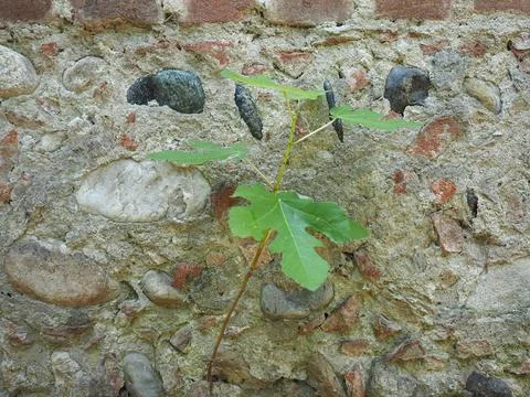 Fig tree leaf Stock Photos