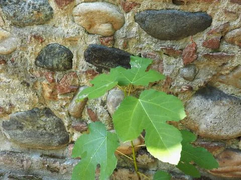 Fig tree leaf Stock Photos