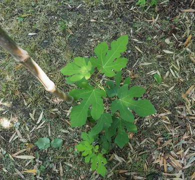 Fig tree leaf Stock Photos