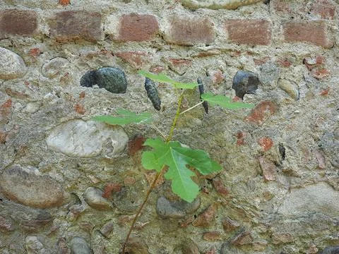 Fig tree leaf Stock Photos