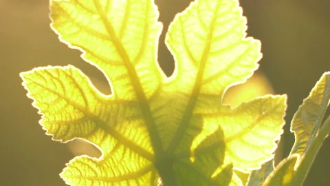 Fig Tree Leaf in Sun Light with pattern on Leaves Stock Footage 219175031