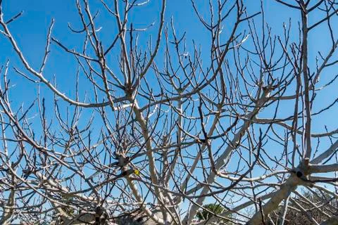 Fig Tree leafless in winter Stock Photos