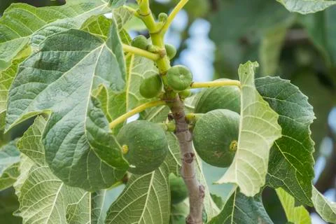 Fig tree, leafs, unripe figs Stock Photos