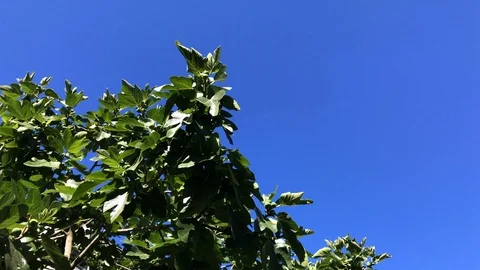 Fig tree leaves Stock Footage 93571959